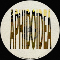 Aphid - Aphidoidea