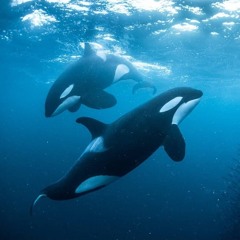.ORCA's R'iyEs.