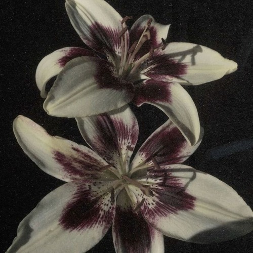 T-fest - нет нет нет