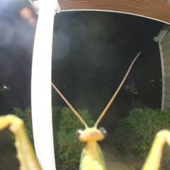 Filament Dub