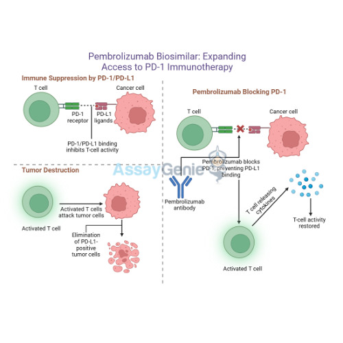 Stream episode Pembrolizumab Unveiling Its Mechanism and Research ...