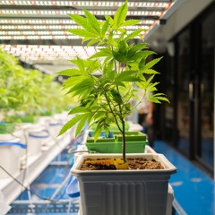 Niederlande: Cannabisanbau rückläufig