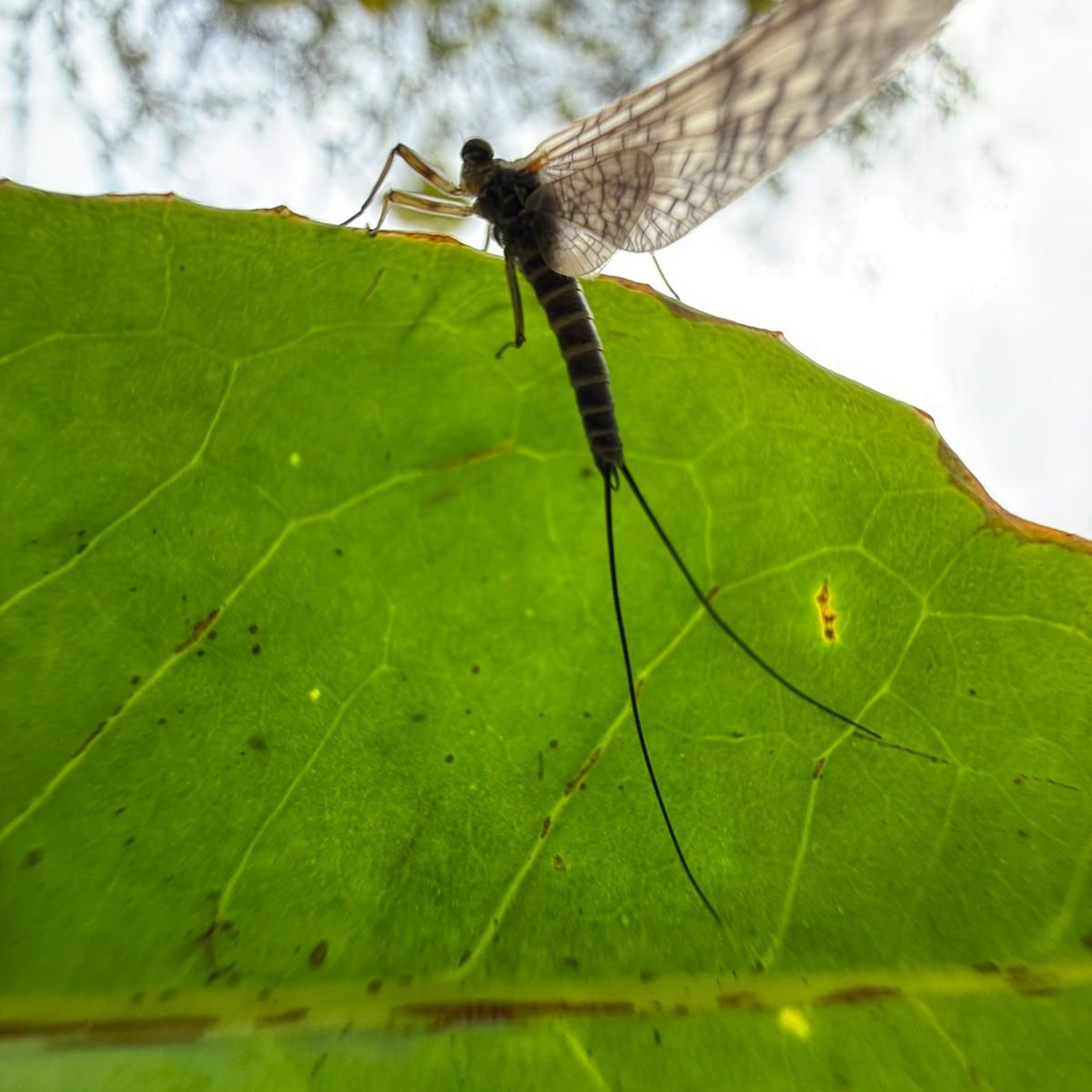 The KCLR Daily: Fishery Manager at Mount Juliet Estate encounters a rare Mayfly episode artwork