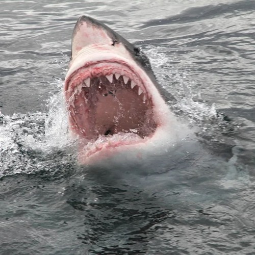 Episode 345 - The Deadliest Shark Attack in History