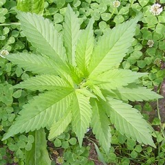 Suchtberatung am inoffiziellen „Welt-Cannabistag“