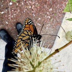 i like butterfly’s you like flowers