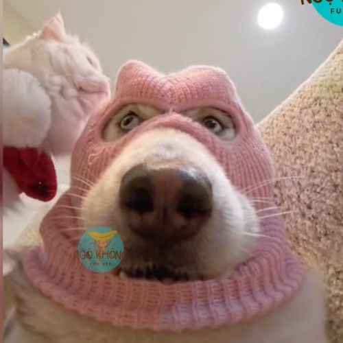 có thương thêm ai được đâu