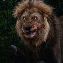 Let’s go gambling plus X-slide