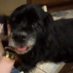 princess.m4a RIP MY DOGGY