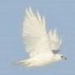 Du'a Ruhaania (Arabic/English)