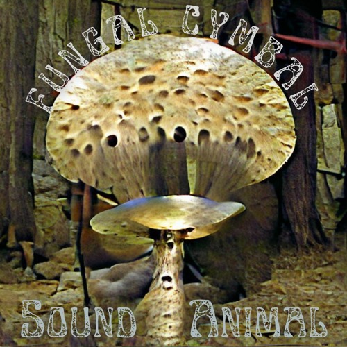 Fungal Cymbal