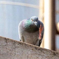 Birds Ain't Real