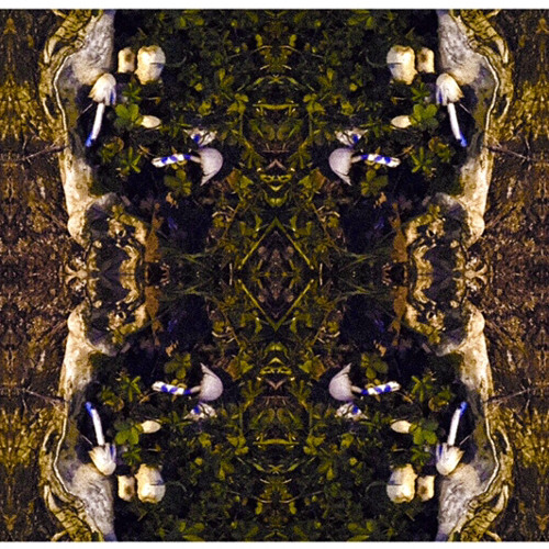 Psilocybin Forest