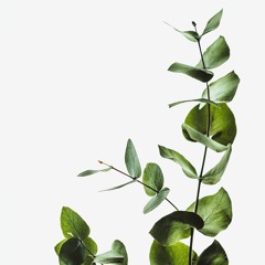 MelomanIa - IVY (prod. pilotkid)