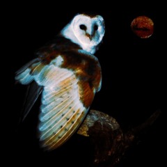 Shyntwirl - The Owl And Mars (PROD. Shyntwirl)