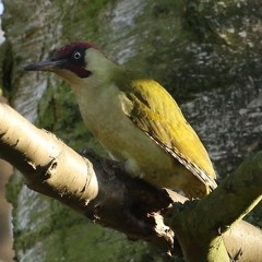 Green Woodpecker