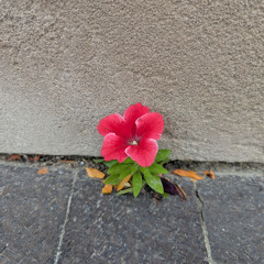New Path Perspective Blog: Bloom Where the Cracks Are