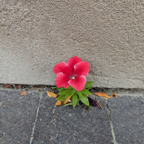 New Path Perspective Blog: Bloom Where the Cracks Are