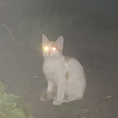 мияги