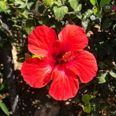 🎶 Céline Dion - The Power Of Love (Reggae Style