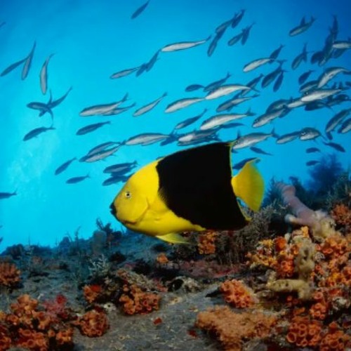 เอ็มพีดาไกเอ็มพีดี gaming background DOWNLOAD