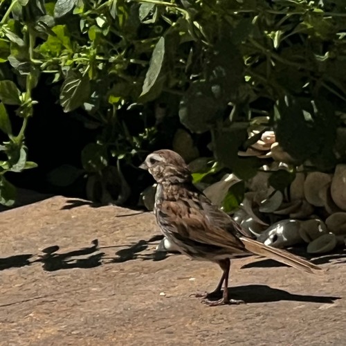 bird car