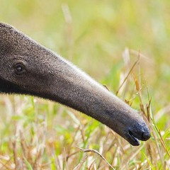 Dull Make It Worce *Worse