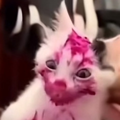 dragon fruit Cat