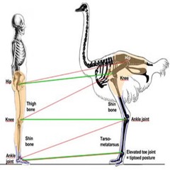 ostrich demo