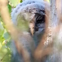 Owlets of Ural Owl