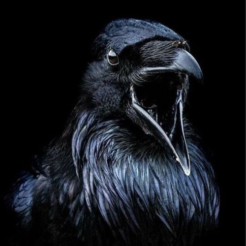 The Crow Said Kaka (The Crowbar Remix)