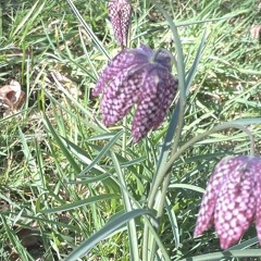 Roadkill Ikebana 080425