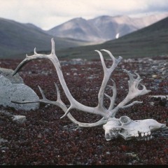 Caribou