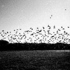 Madaliso - Birds At Dusk