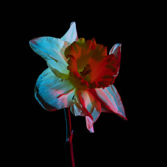bloem 3