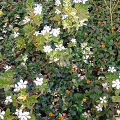 من أصحاب رسول الله"العشرة المبشرون بالجنة"