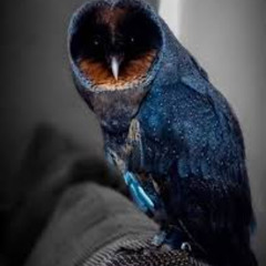 Dark Owl