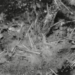 Aşkım - Spit [FREEDL020]