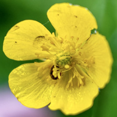 Sur un air de prélude