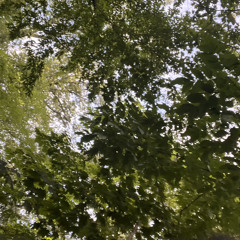 NUEVO TREY PROD. TATOOO PERC MAFIA 2023