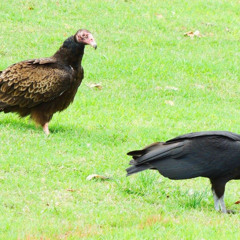 Ravens vs. Vultures: Key Differences in Appearance and Behavior