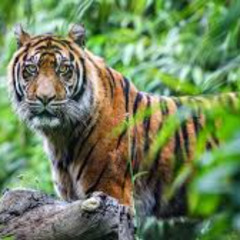 01 Thieves and the savior 11-30-2025