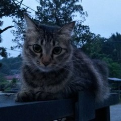 maple