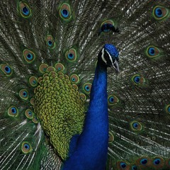 Prismacolour - "Peacock Blue"