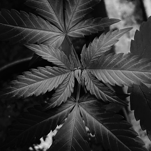 FUKK MULABUY WARRIORS - pinkasa/bigmog