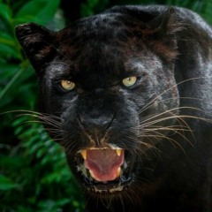 Renato de Oxalá - Pantera Negra