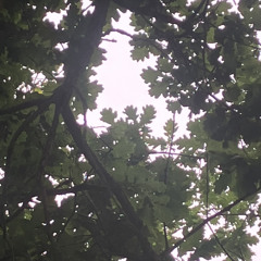canopy