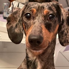 Elvis Has Left The Building (better Version)