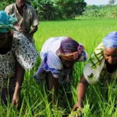 Agroécologie : quel rôle des femmes rurales dans la protection de l'environnement ?