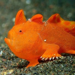 Frogfish